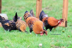 10+ Fertile Chicken Hatching Eggs Brahma Camani Serama Legbar Marans Owlbeard