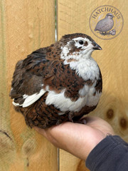 12 RAINBOW RARE COLORS Coturnix quail hatching eggs mixed variety FREE SHIPPING