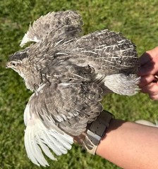 100+ RARE COLORS Coturnix Quail Hatching Eggs NPIP AI Free