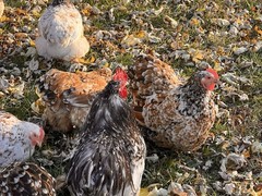 Bantam Cochin SMOOTH & FRIZZLE included 6 of each NPIP (12+ total) MIXED ORDER