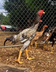 12+ Extremely Rare BLUE Real Indio Gigante Hatching Eggs RRA (((GUARANTEE)))