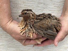 60++ Fertile Jumbo Multi Color Coturnix Quail Hatching Eggs