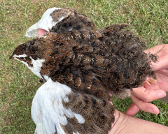 50+ RARE COLORS Coturnix Quail Hatching Eggs NPIP AI Free