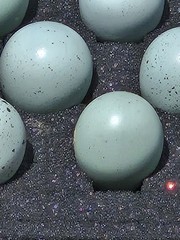 16+**RARE COLORS** Celadon Blue Coturnix Quail Hatchg Eggs Eggs
