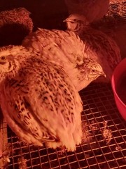 12 Assorted Jumbo Coturnix Quail Fertile Hatching Eggs