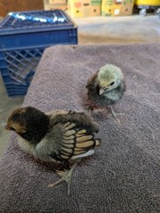 10+2 Silver & Golden Sebrights 100% Pure Fertile Hatching Eggs E/S: February
