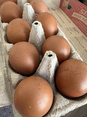 6+ Beautifully Speckled Dark Brown Golden Cuckoo Marans Hatching Eggs.
