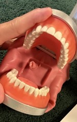 ModuPRO Dental Hygiene Plus Typodont Practice Model Jaw Dentistry MP-DH520_O