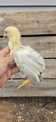 12+ Extremely Rare BLUE Real Indio Gigante Hatching Eggs RRA (((GUARANTEE)))