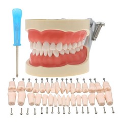 Kilgore Nissin 200 Type Dental Mounting Pole Typodont Model 32pc Removable Teeth
