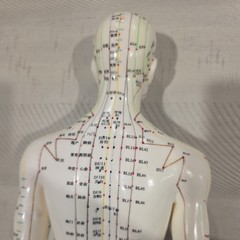 Male Acupuncture Model 20″ with Base Support Arm Chinese + English Points NIB