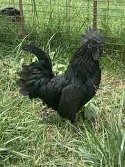 6 ayam cemani hatching Eggs/ 6 Silver Laced Wyandotte Hatching Eggs