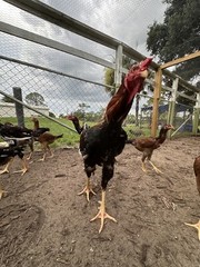 4 Indio Gigante hatching eggs Brazil. NPIP~ AI TALLEST CHICKEN BREED IN WORLD 🌎