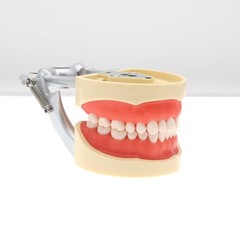 Kilgore Nissin 200 Type Dental Mounting Pole Typodont Model 32pc Removable Teeth