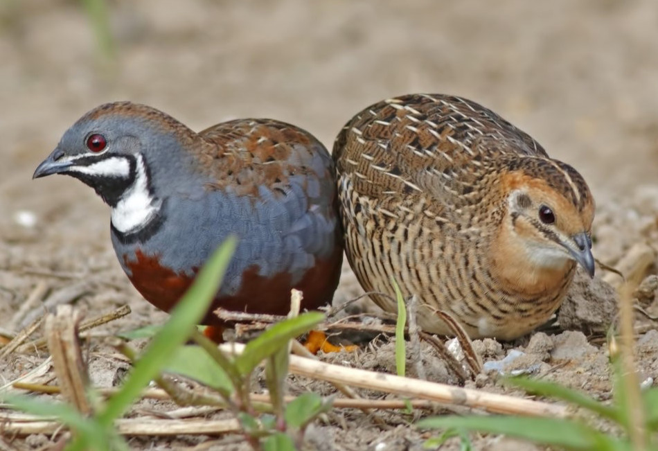 25 BUTTON QUAIL EGGS from 12+ vars ships 2 day FEDEX PLEASE READ Carton Packed