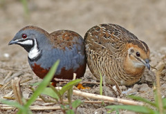 25 BUTTON QUAIL EGGS from 12+ vars ships 2 day FEDEX PLEASE READ Carton Packed