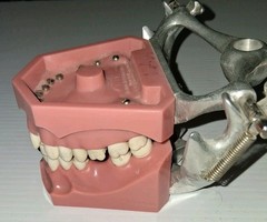 Vintage Columbia Dental Dentoform Typodont 1361 1362