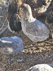 ARAUCANA FERTILE EGGS 12 + Standard size BLUE BLACK SPLASH