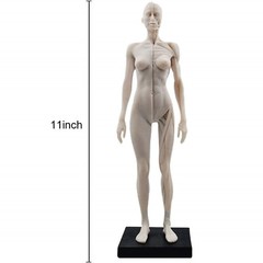 30cm Female Anatomy Figure Anatomical Model Artist Drawing Manikin Mannequin