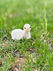 14 FRESH GUINEA FOWL HATCHING EGGS READY