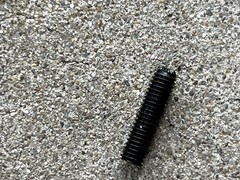 NOS Unbrako 10-32 x 3/4” Knurled Cup Socket Set Screw NEW
