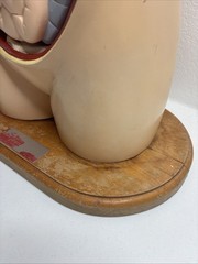 Denoyer-Geppert Body Torso Anatomical Model See Description