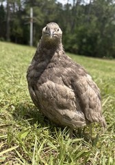 15+ RARE Dark and Stormy Coturnix Quail Hatching Eggs NPIP AI Free