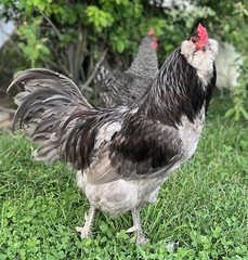 10 PUREBRED: 2 Ayam Cemani, 2 Silver/gold Laced &6 more breed eggs.