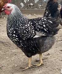 12+ Mix Chicken Hatching Eggs Ameraucans Orpingtons Wyandotte Maran Giant Cochin