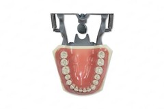 DENTAL TYPODONT MODEL 860 PREP TEETH MODEL FITS COLUMBIA BRAND REMOVABLE TEETH