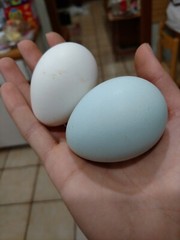 (6) Mauve and Chocolate Ameraucana Hatching Eggs – Possible Mottled Split!