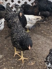 12+6 Fresh Fertile Hatching Eggs, Blue, Green, Mint, Olive, BYM +Cemani +