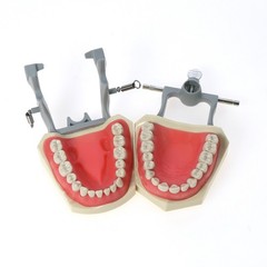 US Columbia Dentoform 860 Type Dental Typodont Model 32pcs Removable Teeth