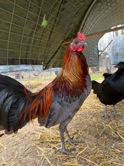 8 + Mug, Pumpkin, Blue, Black, RQ cross chicken hatching eggs