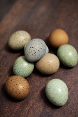 12 Exotic Mystery Pack Button Quail Hatching Eggs Chinese Painted SPECIAL RARE