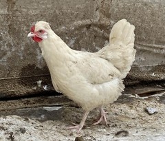 12 Fresh and Fertilized Barnyard Mix Rainbow Assortment Chicken Hatching Eggs!