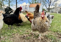 12+ Rainbow Chicken Hatching Assortment Ameraucana, Faverolles, Marans, EE / OE