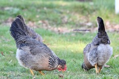 10+ Fertile Homozygous Cream Legbar Chicken Hatching Eggs