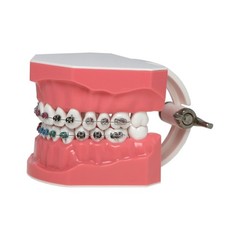 US 1:1 Dental Orthodontic Teeth Model Typodont Demonstration Model with Brackets