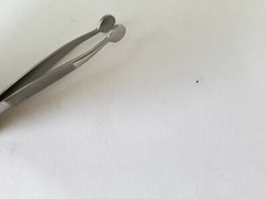 Collins Expressor Forcep Expression Meibomian Gland Meibom Ophthalmic Eye GERMAN