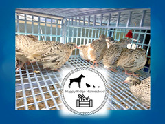 18 – Jumbo Pearl Fee – Coturnix Quail Hatching Eggs – Rare Color