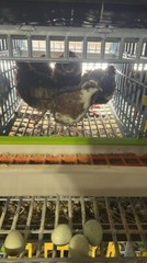 20+ Celadon Blue Quail Mix Jumbo Only Hatching Eggs, NPIP & PT Tested