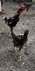 15+ Indio Gigante Hatching Eggs. Brazil NPIP ~ AI. TALLEST CHICKEN IN WORLD 🌎