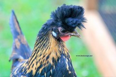 6+ Gold Appenzeller Chicken Hatching Eggs