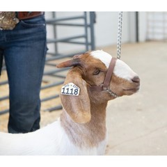Weaver Livestock Weaver Leather Livestock Adjustable Brahma Webb Goat Halter