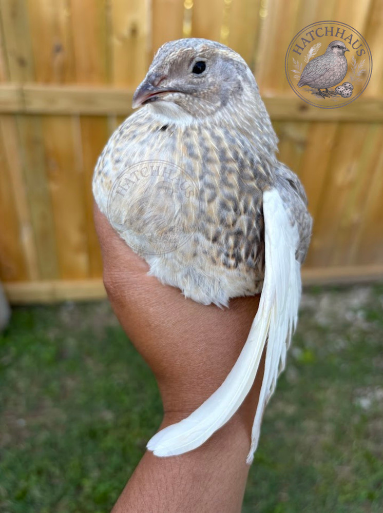 12 RAINBOW RARE COLORS Coturnix quail hatching eggs mixed variety FREE SHIPPING