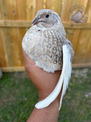 12 RAINBOW RARE COLORS Coturnix quail hatching eggs mixed variety FREE SHIPPING