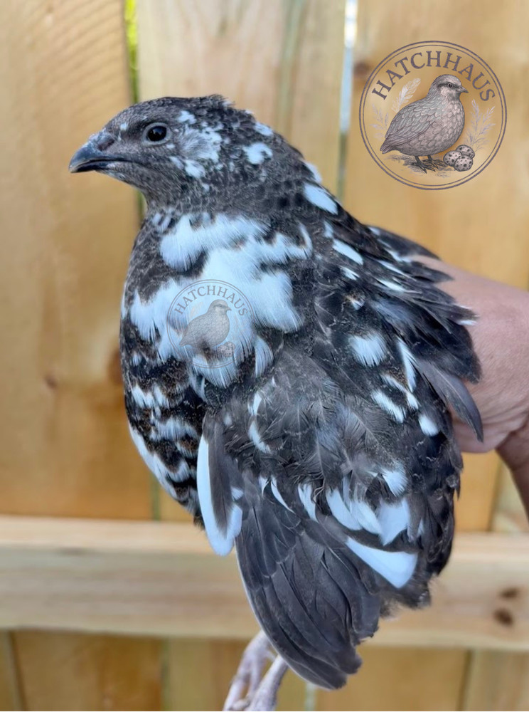 24 JUMBOS RARE COLORS Coturnix Quail Hatching eggs – assorted colors variety