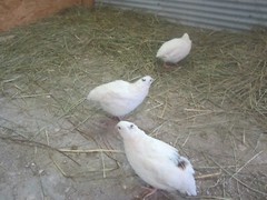 30 Extra large Jumbo white/Texas A&M hatching eggs HEATED shipping