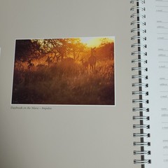 New: Images of Nature Address Book, Featuring Photos by Thomas Mangelsen